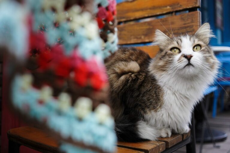 「トルコの街角から」バラットで過ごす猫とのひととき　星野安杏